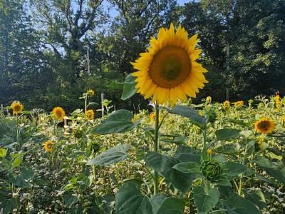 Vibrant sunflower field in bright sunlight with one large sunflower dominating foreground, white wildflowers scattered throughout, dense green trees forming backdrop under clear blue sky.