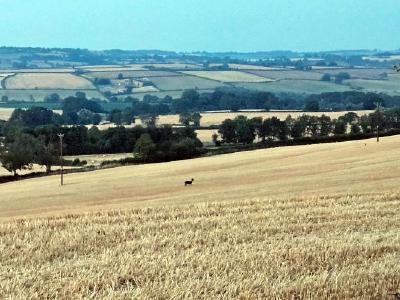 Wide panoramic view of golden rolling countryside under pale blue sky; a single deer in foreground field divided by hedgerows, distant hills fade into haze.