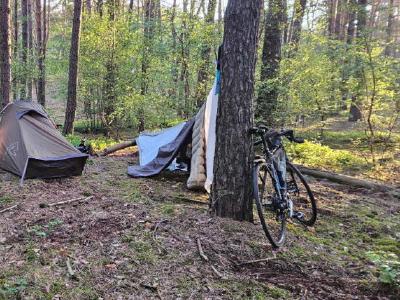A make shift camping pitch in pine woods.