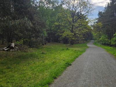 An unpaved track through pine woods