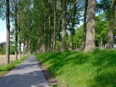 Long straight tree‑lined cycle path beside flat farmland.