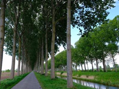 Paved cycle path running between tall rows of trees and a drainage ditch.