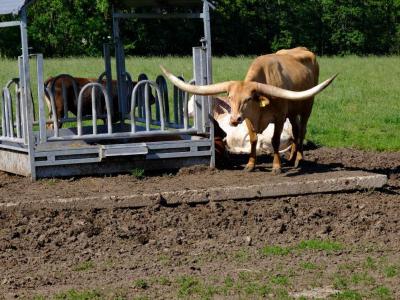 Texas Longhorn cattle resting and feeding at a metal hay rack in a field.