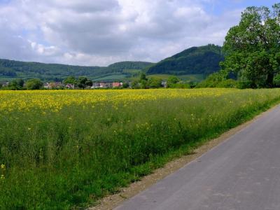 Gently rolling grassy meadow edged by scattered trees and woodland.